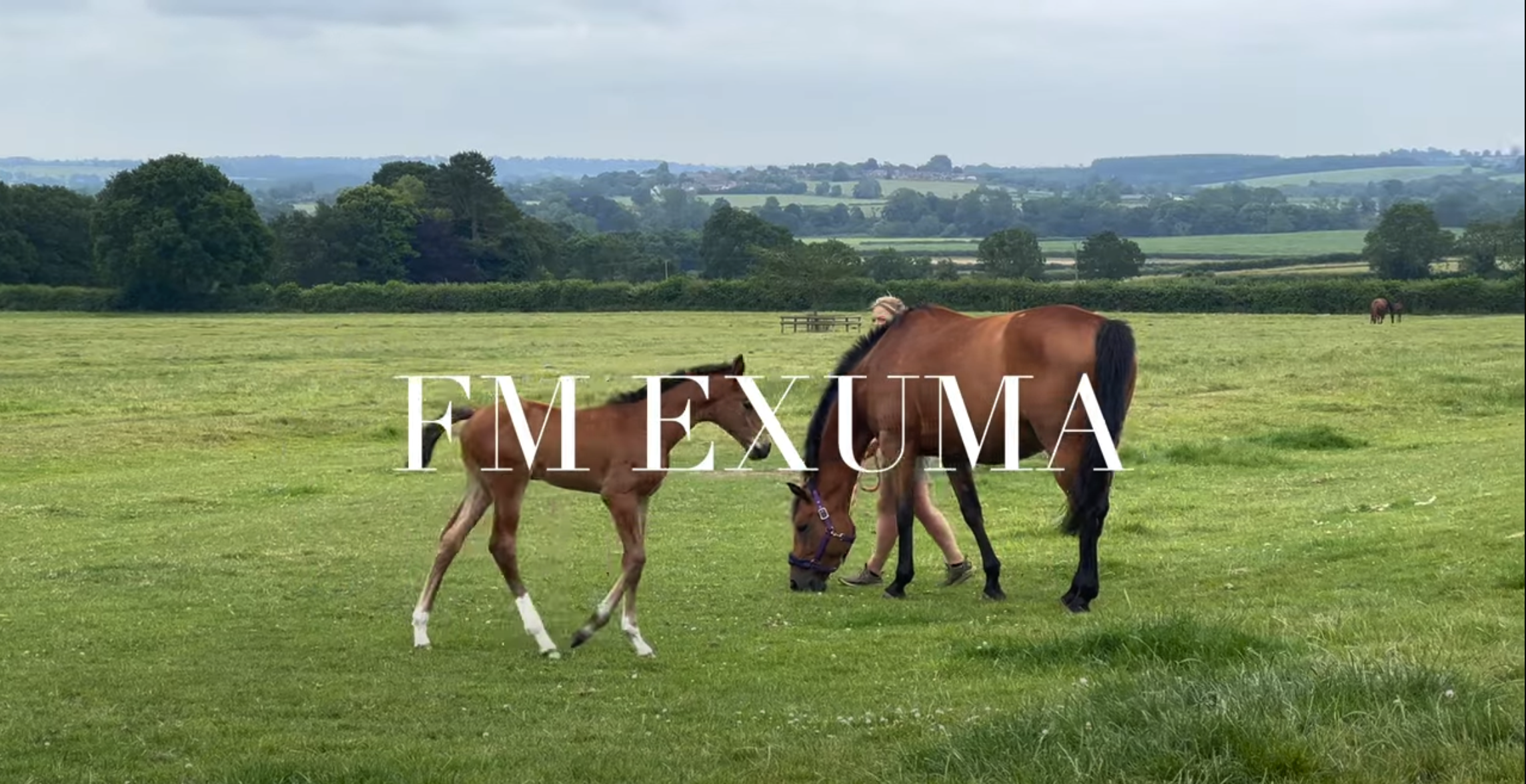 FM EXUMA- filly born 2023 by Eldorado van de Zeshoek x Big Star x Lux Z