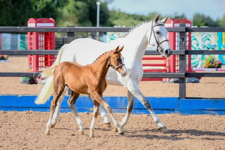 Why Bloodline Depth Matters When Buying a Show Jumping Foal or Young Horse